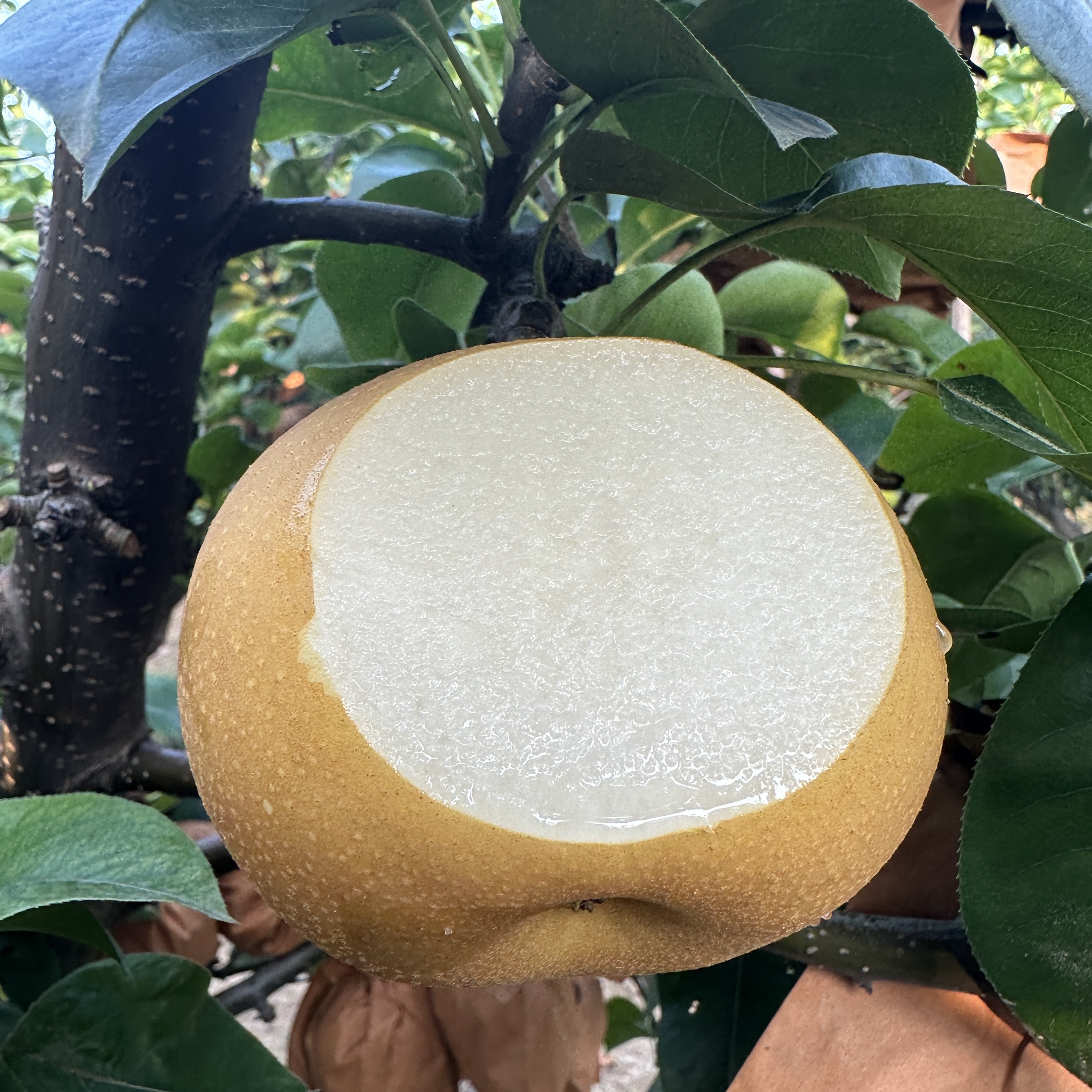 杞冠臻选 | 山东青岛莱西 挑剔虎莱西秋月梨 现摘现发