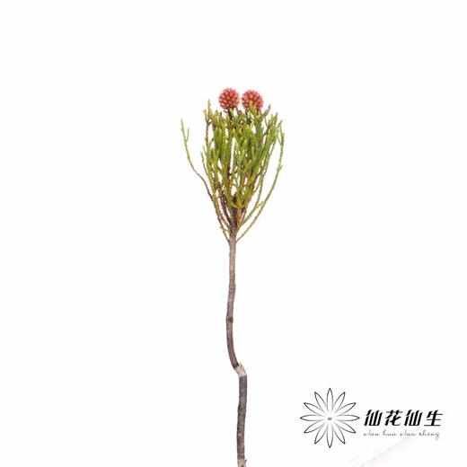 南非花材 | 南非星云果 商品图3