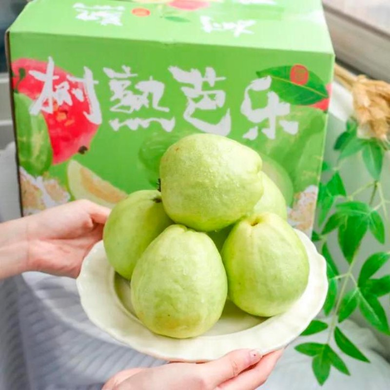 【顺丰京东包邮】广西奶油芭乐 草莓红心芭乐 中果/大果彩箱装