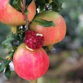 甄选 | 正宗突尼斯软籽石榴应季新鲜水果爆甜汁水多现摘现发