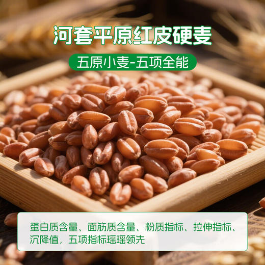 鑫乐 原味小麦粉 无添加绿色食品 国家地标五原小麦 自然原味麦香浓2.5kg/袋 商品图5