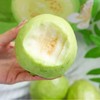 优选|广西奶油芭乐 新鲜采摘 果香馥郁 似奶油丝滑 清甜爽口  顺丰 4.7-5斤 商品缩略图3