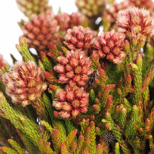 南非花材 | 南非星云果 商品图2