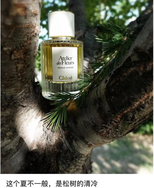 关晓彤同款香水082905 商品图10