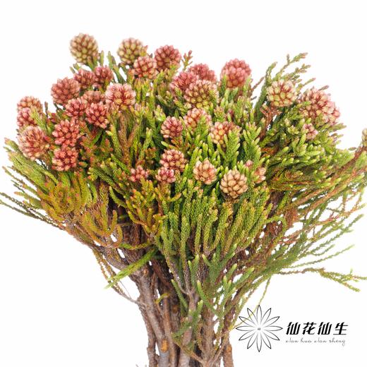 南非花材 | 南非星云果 商品图1