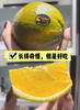 【进口专区】巧克力橙   上海仓发---时令水果随时下架 商品缩略图2