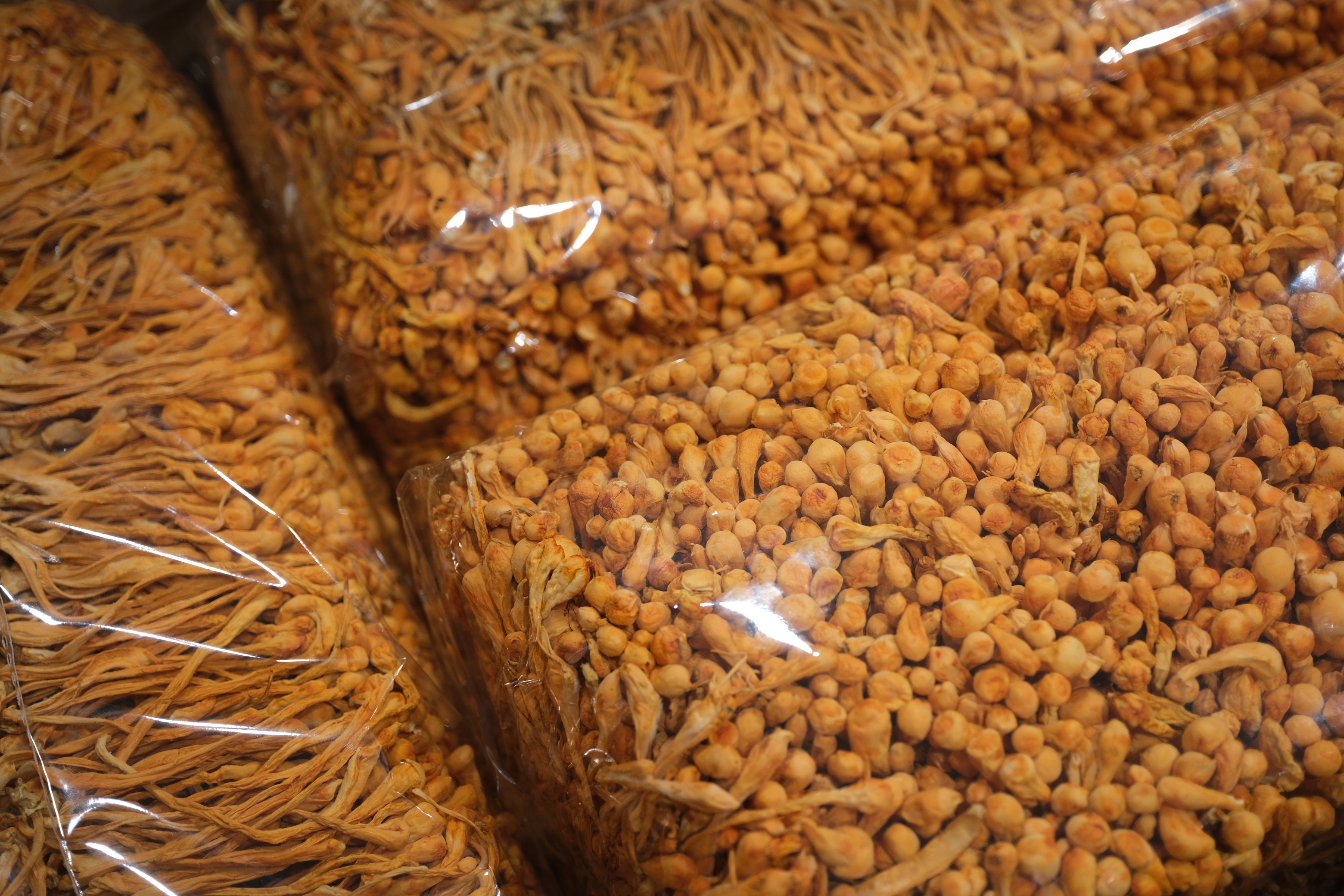 蛹虫草虫草花精选排草