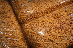 蛹虫草虫草花精选排草