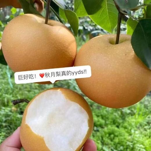 【冰糖·秋月梨】自然成熟，甜汁多到“吸溜”喝，补水又润燥。口感化渣度今年甚至更好！！水润充盈，果肉细腻如月白，水份高达82%。 商品图6