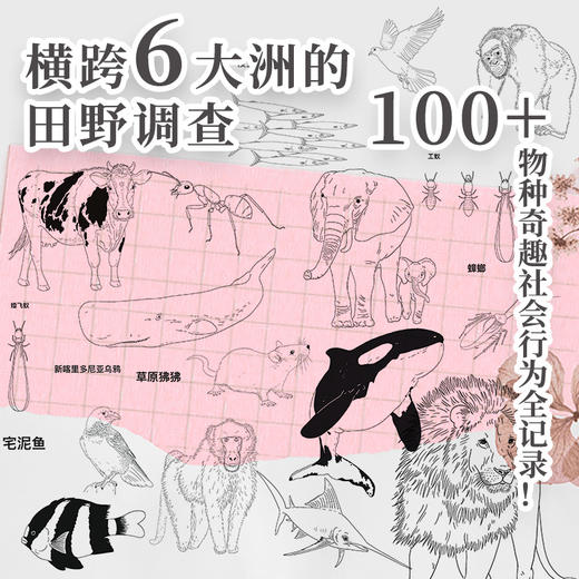 动物社会的生存哲学：探索冲突、背叛、合作和繁荣的奥秘 商品图1