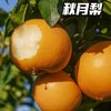 【冰糖·秋月梨】自然成熟，甜汁多到“吸溜”喝，补水又润燥。口感化渣度今年甚至更好！！水润充盈，果肉细腻如月白，水份高达82%。 商品缩略图4