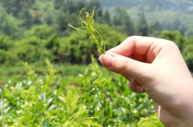 重大发现:早起空腹吃它.精神好了.免疫力提高10倍！