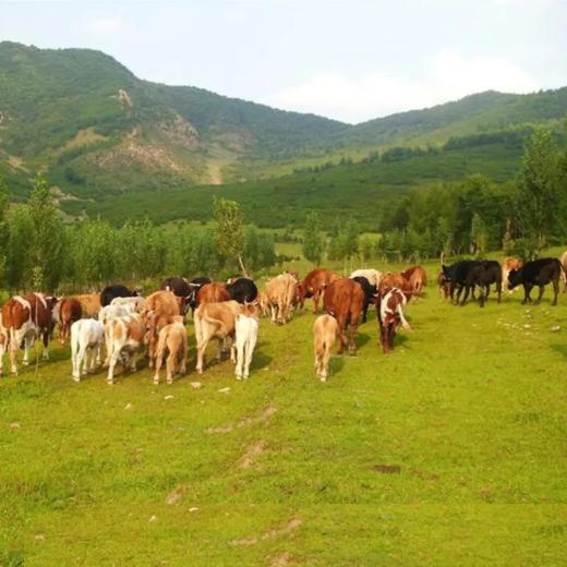 生态散养，原切牛肉/牛腩/牛腱/牛里脊/牛排/牛肉馅等多部位可选，通过第三方检测,生鲜冷冻安心美味，顺丰发货‼️周日不发货 商品图9
