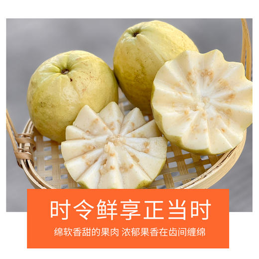 【脆吉吉】奶油白心芭乐 自然成熟 长在树上的奶油布丁 每一口都香甜软糯 商品图2