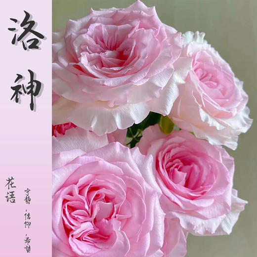 花木里洛神 商品图1