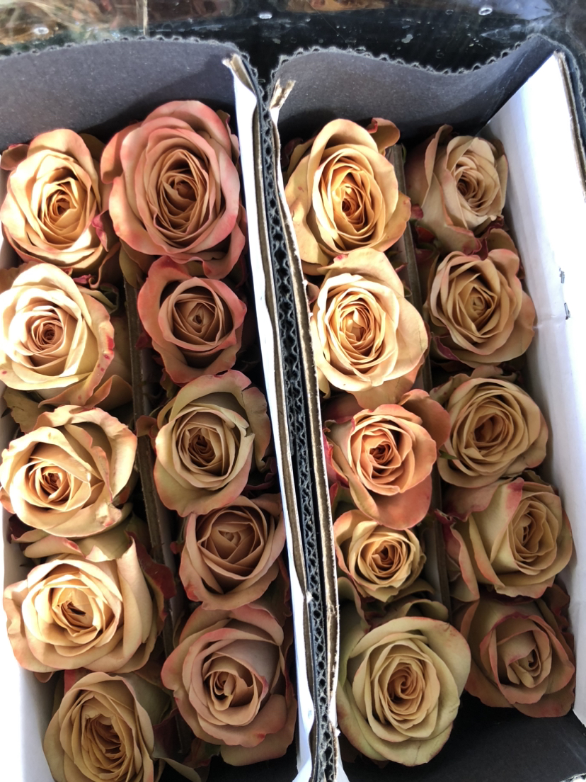 玫瑰·卡布奇诺