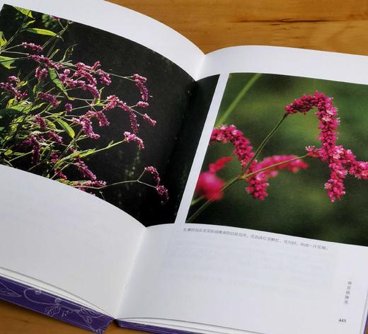 重点推荐！！《诗经植物图鉴》，平装，32开，潘富俊著，九州出版社2025年8月一版一印，616页，定价98元，售价78.4元。 商品图14