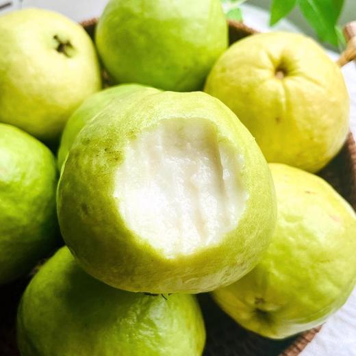 优选|广西奶油芭乐 新鲜采摘 果香馥郁 似奶油丝滑 清甜爽口  顺丰 4.7-5斤 商品图4