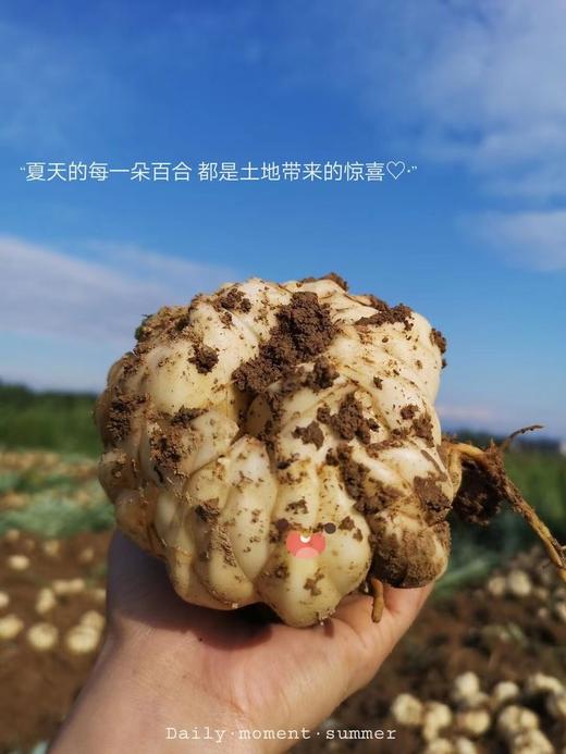 隆回地标【有客瑶来】鲜龙牙百合净片  百搭食材  商品图4