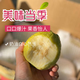 【脆吉吉】奶油白心芭乐 自然成熟 长在树上的奶油布丁 每一口都香甜软糯