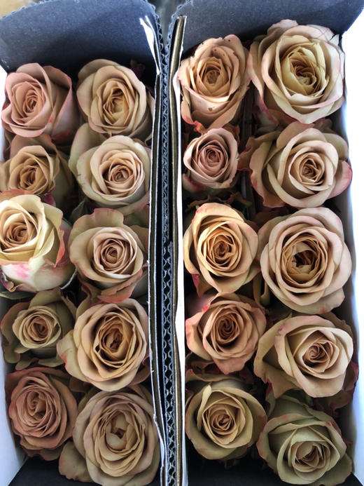 玫瑰·卡布奇诺 商品图4