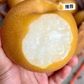 【冰糖·秋月梨】自然成熟，甜汁多到“吸溜”喝，补水又润燥。口感化渣度今年甚至更好！！水润充盈，果肉细腻如月白，水份高达82%。