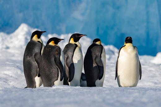 氧气旅行团—2025“我要去南极”11月27日预付款（五星庞洛邮轮） 商品图2