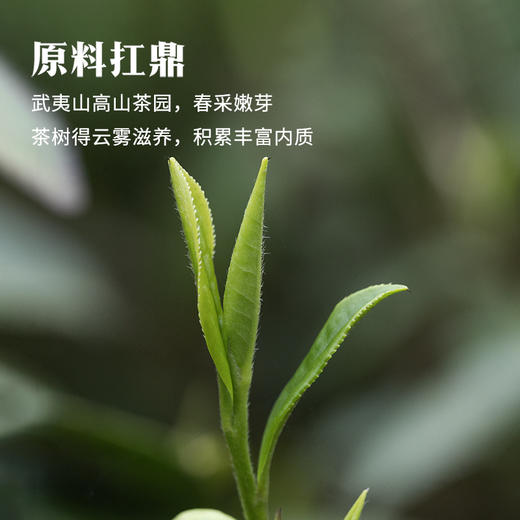 八马茶业 | 鼎红1500·武夷红茶·金骏眉168g 商品图2