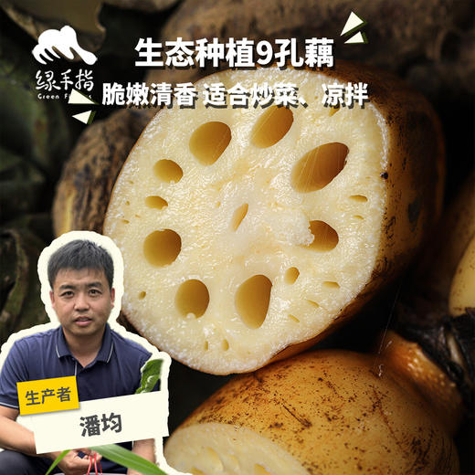 生态莲藕（脆藕/粉藕） | 合作生产 *Ecological lotus root | Partner Production 商品图0