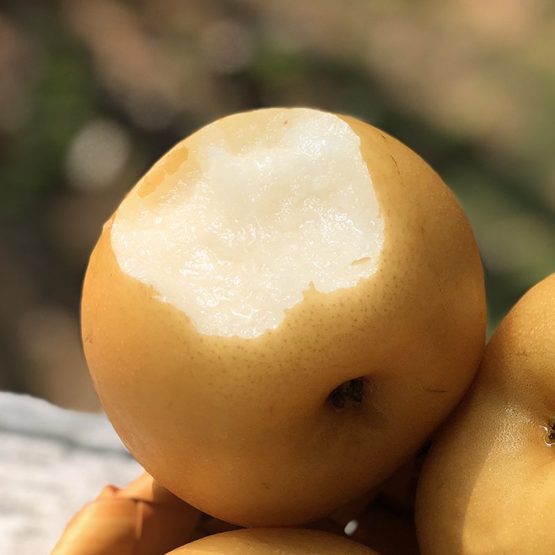 【顺丰京东包邮】山东秋月梨 4.5斤彩箱装/6枚果手提礼盒装