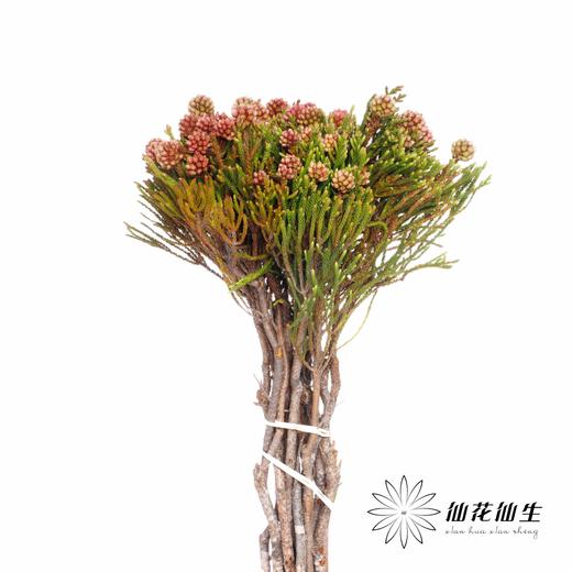 南非花材 | 南非星云果 商品图4