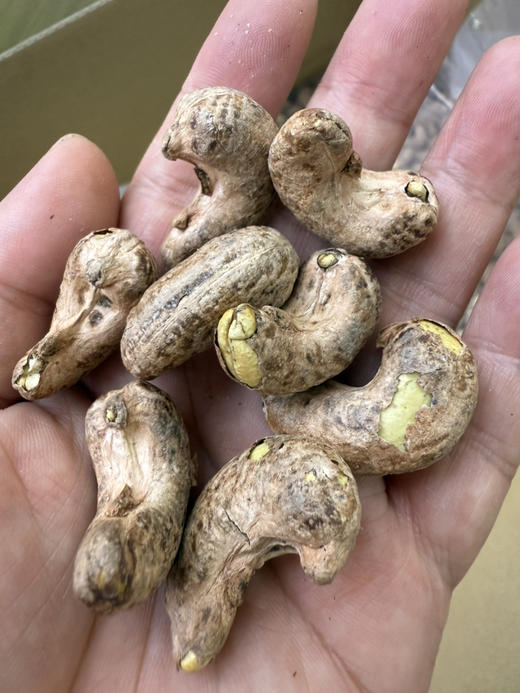 越南虎皮腰果，低卡路里，香味浓郁，爱不释口 商品图2