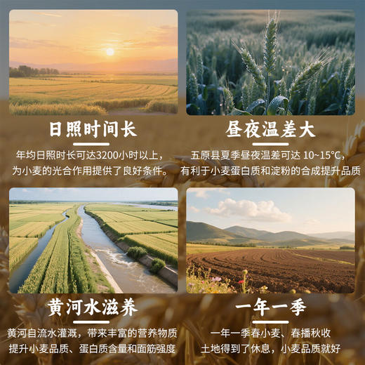 鑫乐 原味小麦粉 无添加绿色食品 国家地标五原小麦 自然原味麦香浓2.5kg/袋 商品图3