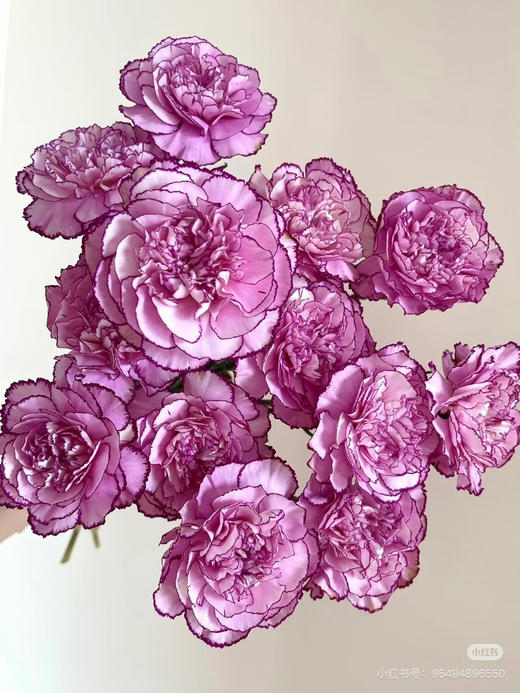 紫霞仙子 商品图0