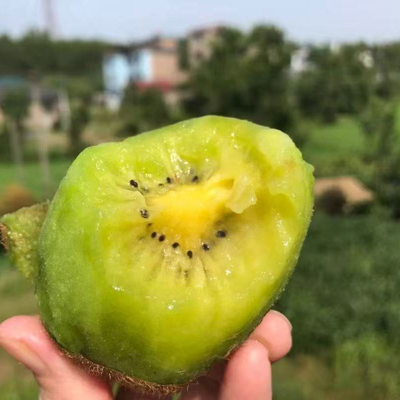陕西徐香绿心猕猴桃自然香甜，软糯多汁