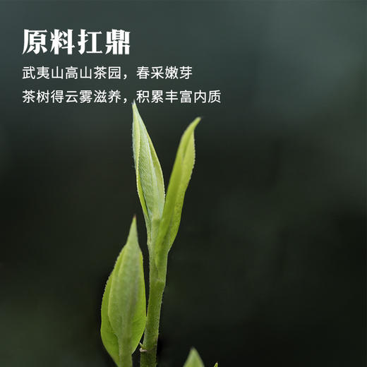 八马茶业 | 鼎红1000·武夷红茶·正山小种192g 商品图2