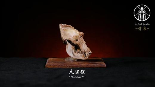 【预售 11月初发货】头骨 骨骼题材风格模型摆件 雪豹大猩猩科莫多巨蜥 ★APHID STUDIO 官方正版 商品图2