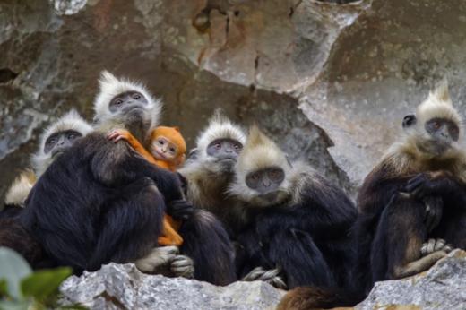 【9.28出发广西 2025秋假国庆 | 6天5晚】三栖自然·广西：三栖动物自然科考，中华白海豚之乡，探访国家自然保护区！ 商品图4