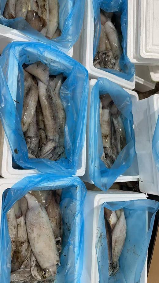 【保证不泡水，不泡药，市场上泡水的鱿鱼都得卖25一斤】大连当地超新鲜大鱿鱼新鲜上岸，原汁原味，肉厚鲜香，单条1斤以上，冷冻发货 ，东三省包邮 商品图7
