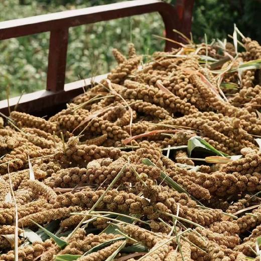 石家庄优选仓库速达，山东潍坊-马庄小米，色泽均匀，饱满圆润，干净无杂原色原香，6斤礼盒装（500g**6袋） 商品图6