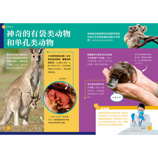 《了不起的生物》（全10册） 商品图8