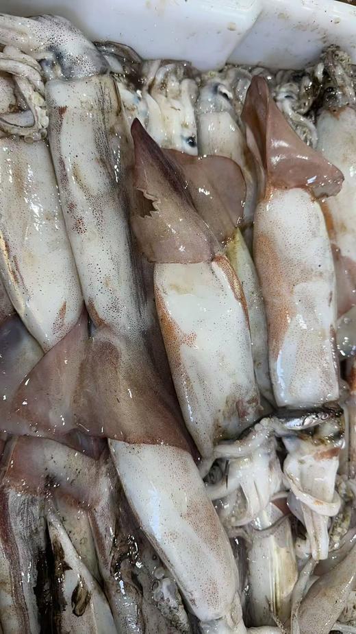 【保证不泡水，不泡药，市场上泡水的鱿鱼都得卖25一斤】大连当地超新鲜大鱿鱼新鲜上岸，原汁原味，肉厚鲜香，单条1斤以上，冷冻发货 ，东三省包邮 商品图4