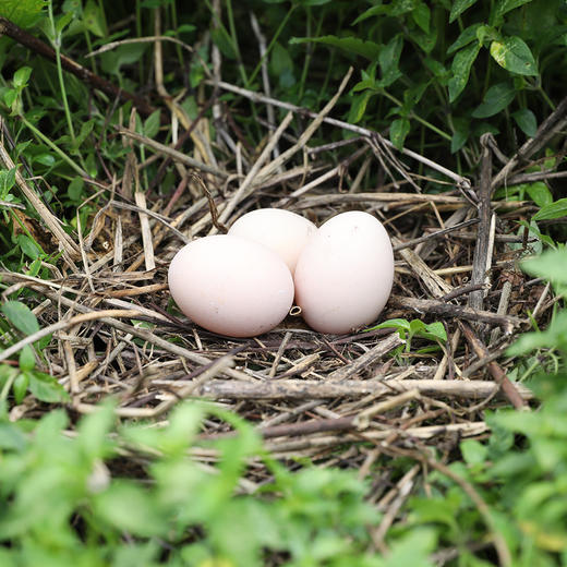 山林/散养/黄山黑鸡鸡蛋/30枚装/（泡沫箱包装防破损，收货后请及时取出保鲜储存） 商品图3