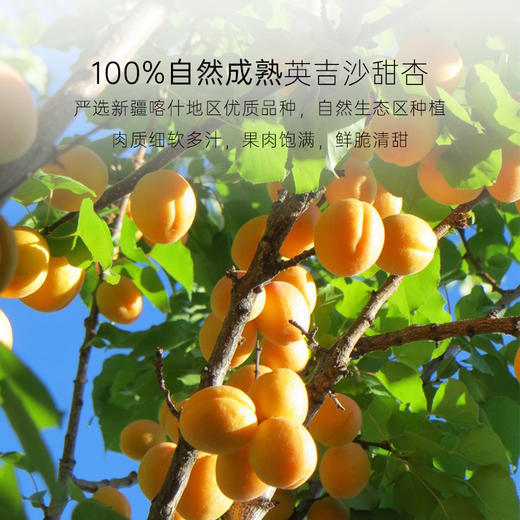 几分之几 英吉沙杏干 100g*2 商品图1