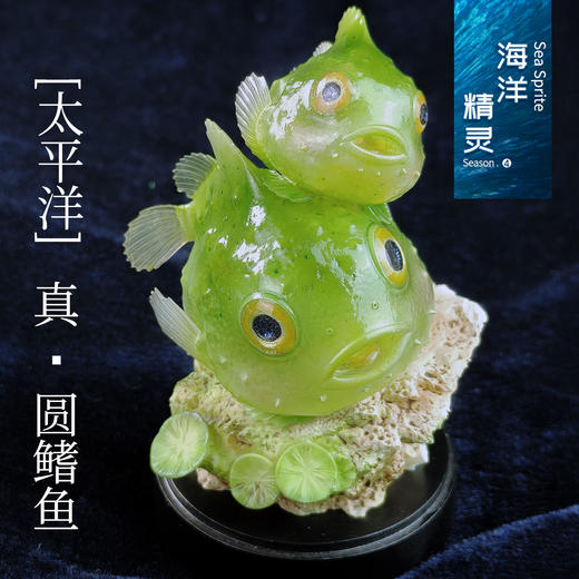 【预售】海洋精灵-圆鳍鱼 系列主题模型手办摆件【预计11月份交付】★趣界工作室 官方正品 商品图3