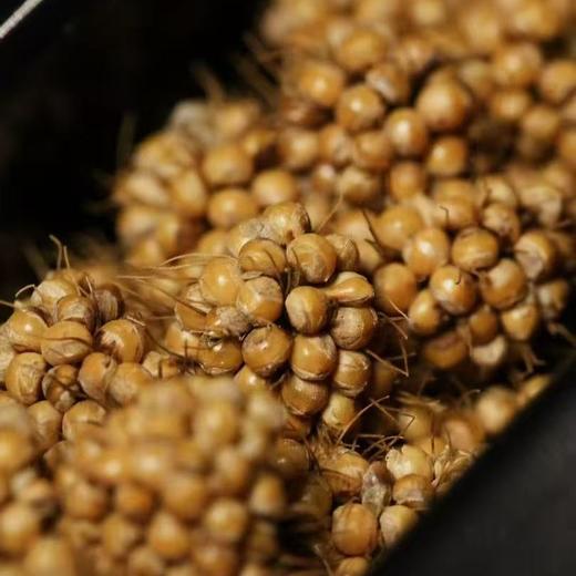 石家庄优选仓库速达，山东潍坊-马庄小米，色泽均匀，饱满圆润，干净无杂原色原香，6斤礼盒装（500g**6袋） 商品图8