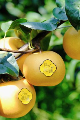 【2025新一批】秋月梨是日本选育的中晚熟褐色沙梨品种【吃海芒芒｜山东莱阳秋月梨】坚决不早采，人工用心挑采