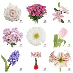 【品类大全】这些花，全是方德“亲生的”！