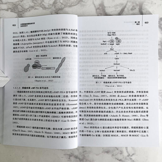 水稻稻瘟病菌致病机理及防控技术 商品图4