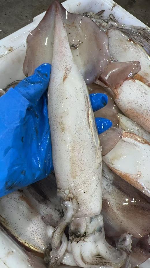 【保证不泡水，不泡药，市场上泡水的鱿鱼都得卖25一斤】大连当地超新鲜大鱿鱼新鲜上岸，原汁原味，肉厚鲜香，单条1斤以上，冷冻发货 ，东三省包邮 商品图5